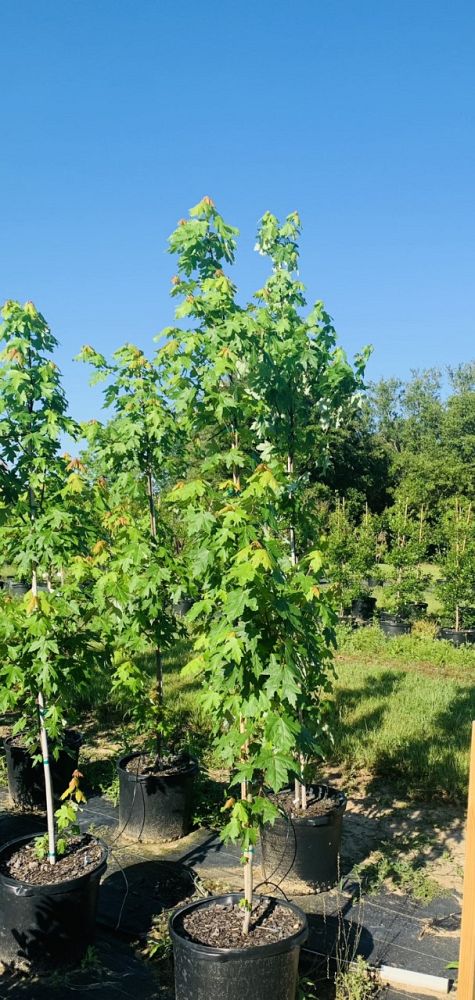 acer-x-freemanii-jeffersred-freeman-red-maple-autumn-blaze