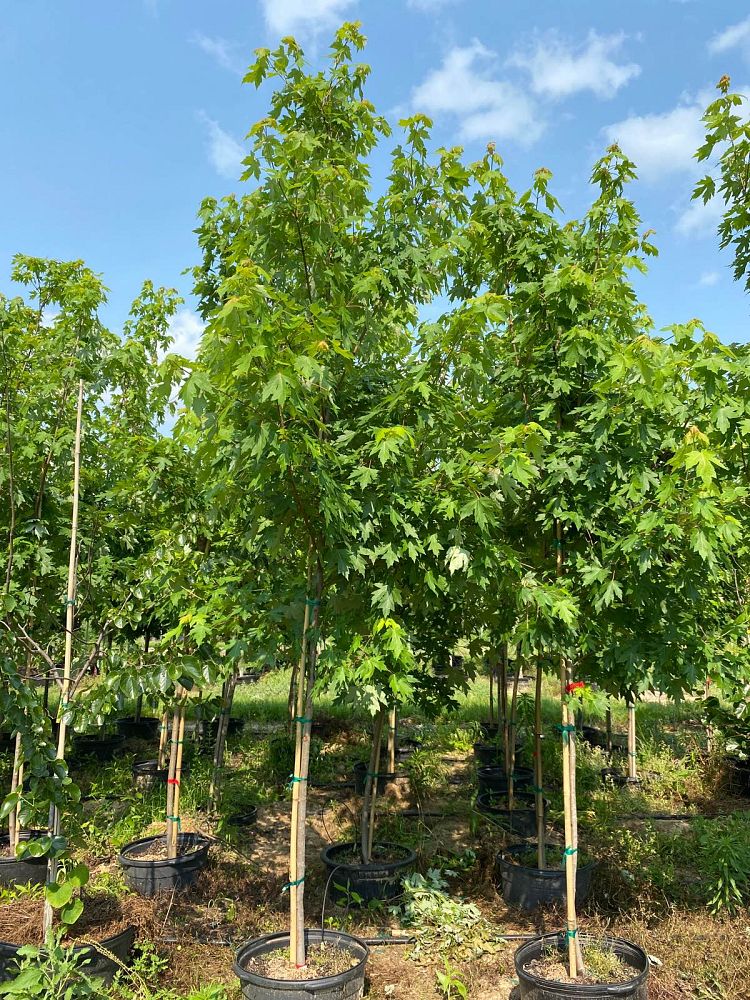 acer-x-freemanii-jeffersred-freeman-red-maple-autumn-blaze