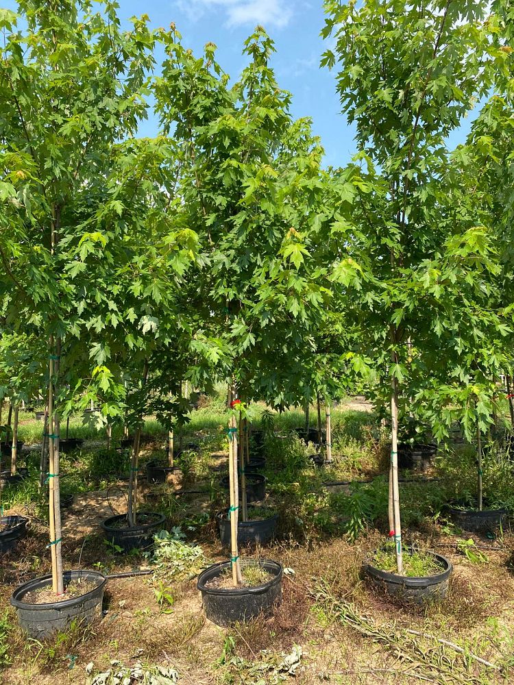 acer-x-freemanii-jeffersred-freeman-red-maple-autumn-blaze
