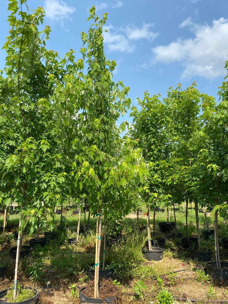 acer-x-freemanii-jeffersred-freeman-red-maple-autumn-blaze