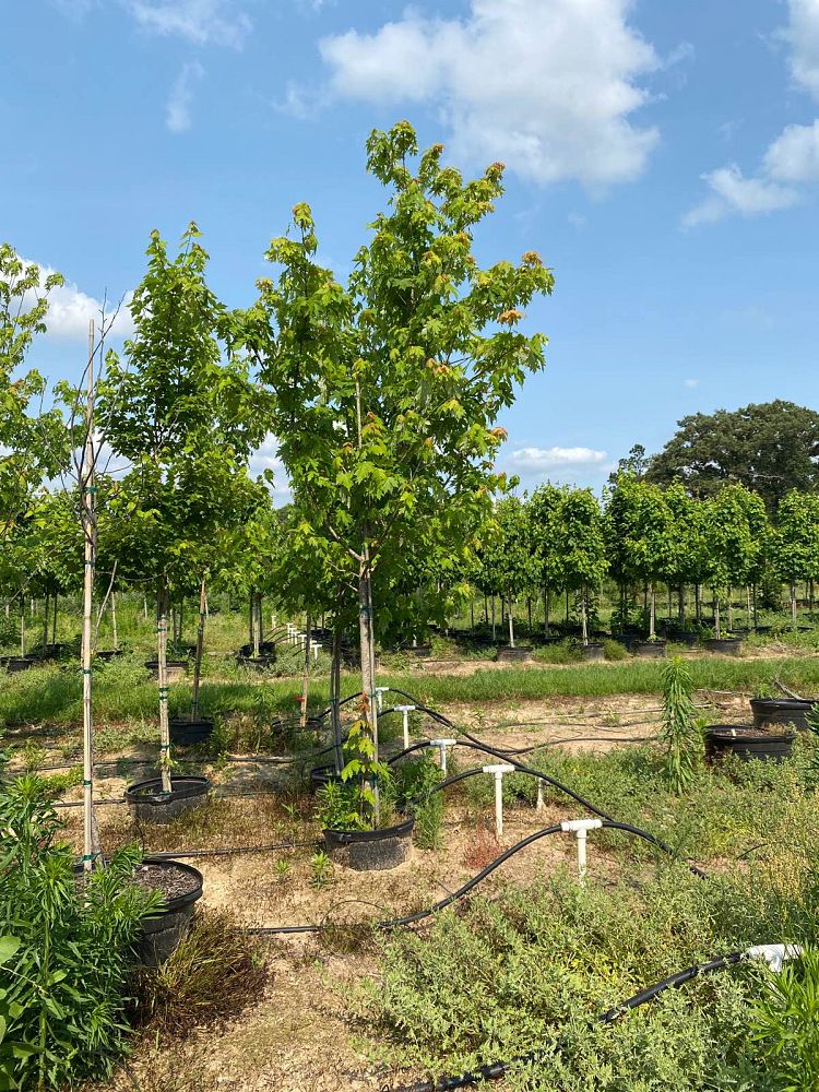 acer-x-freemanii-jeffersred-freeman-red-maple-autumn-blaze