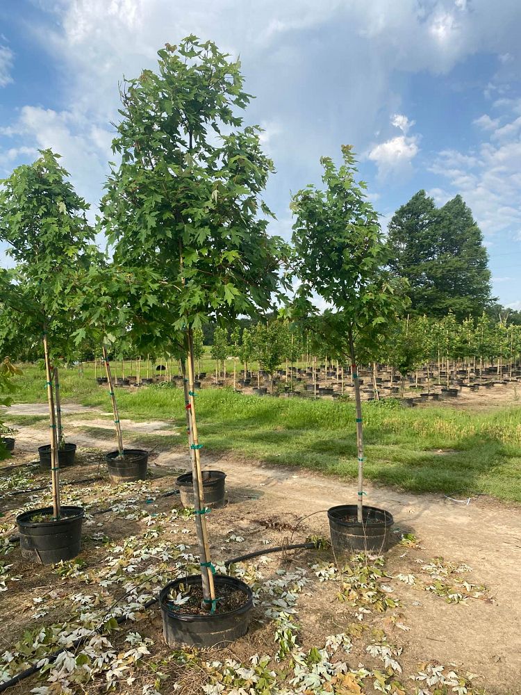acer-x-freemanii-jeffersred-freeman-red-maple-autumn-blaze