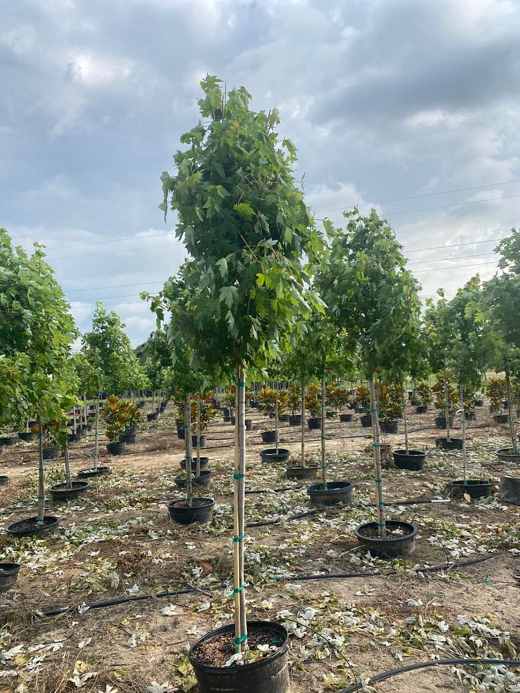 acer-x-freemanii-jeffersred-freeman-red-maple-autumn-blaze