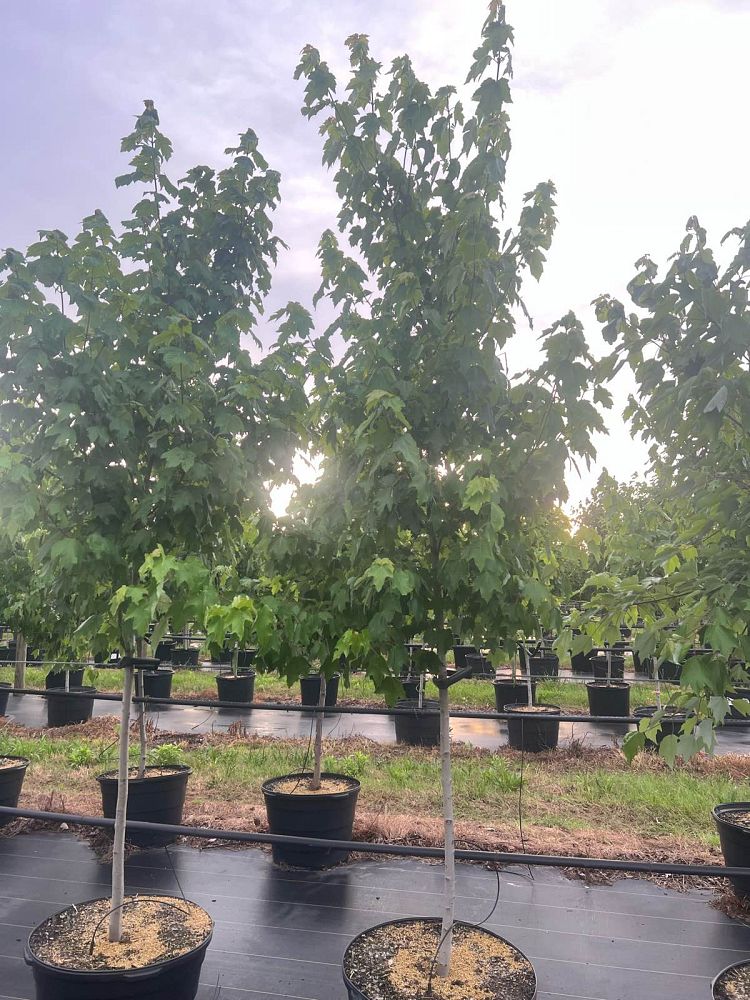acer-x-freemanii-jeffersred-freeman-red-maple-autumn-blaze