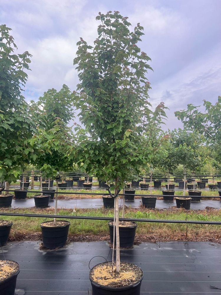 acer-x-freemanii-jeffersred-freeman-red-maple-autumn-blaze
