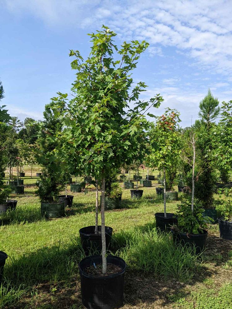 acer-x-freemanii-jeffersred-freeman-red-maple-autumn-blaze