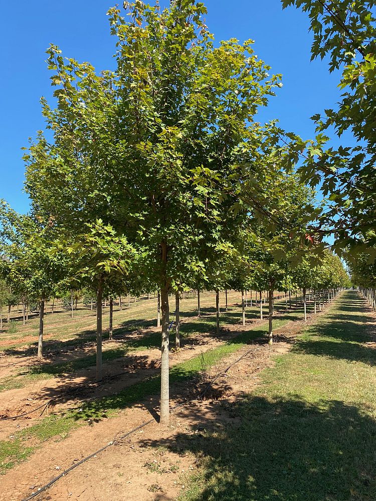 acer-x-freemanii-jeffersred-freeman-red-maple-autumn-blaze