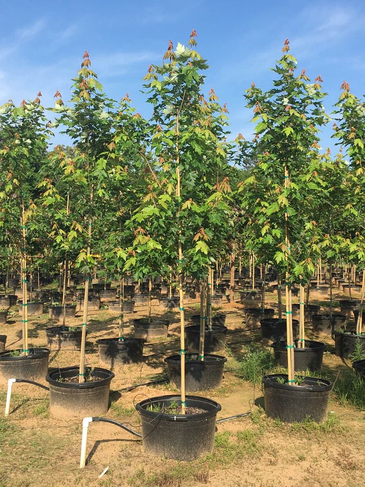 acer-x-freemanii-jeffersred-freeman-red-maple-autumn-blaze
