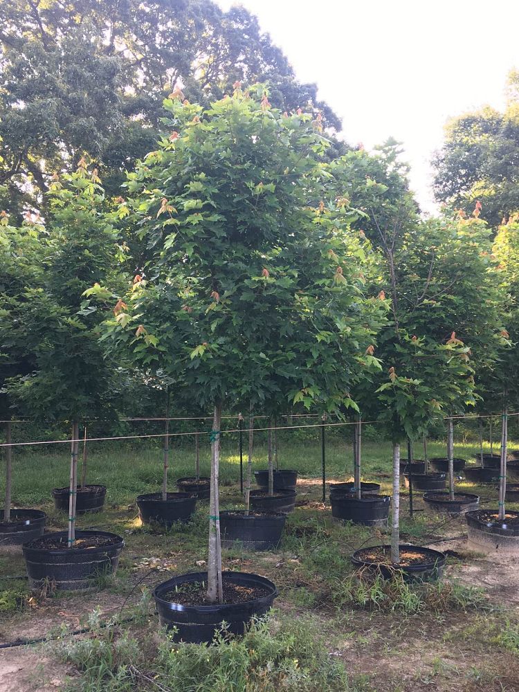 acer-x-freemanii-jeffersred-freeman-red-maple-autumn-blaze