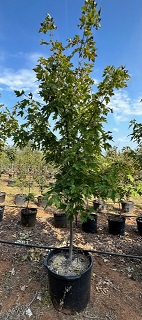 acer-x-freemanii-jeffersred-freeman-red-maple-autumn-blaze