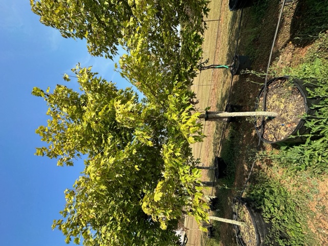 acer-x-freemanii-jeffersred-freeman-red-maple-autumn-blaze