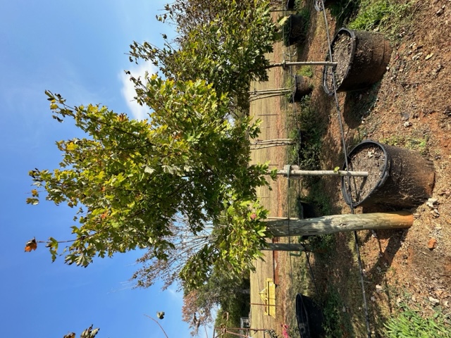 acer-x-freemanii-jeffersred-freeman-red-maple-autumn-blaze