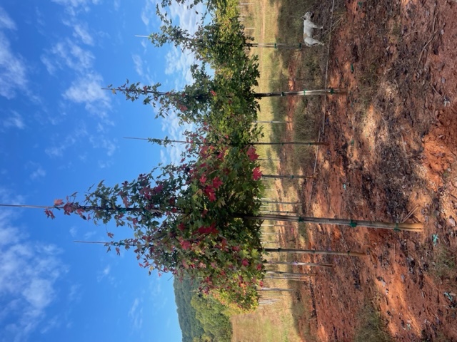 acer-x-freemanii-jeffersred-freeman-red-maple-autumn-blaze