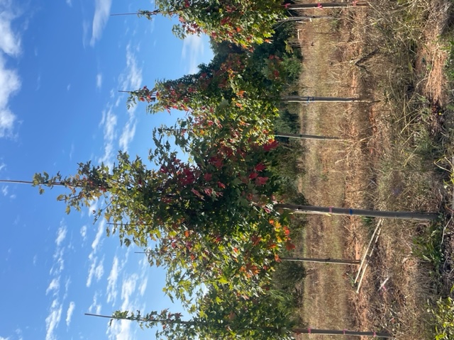 acer-x-freemanii-jeffersred-freeman-red-maple-autumn-blaze
