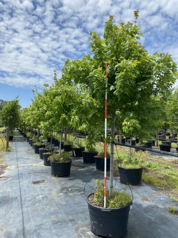 acer-x-freemanii-jeffersred-freeman-red-maple-autumn-blaze