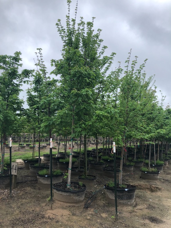 acer-x-freemanii-jeffersred-freeman-red-maple-autumn-blaze