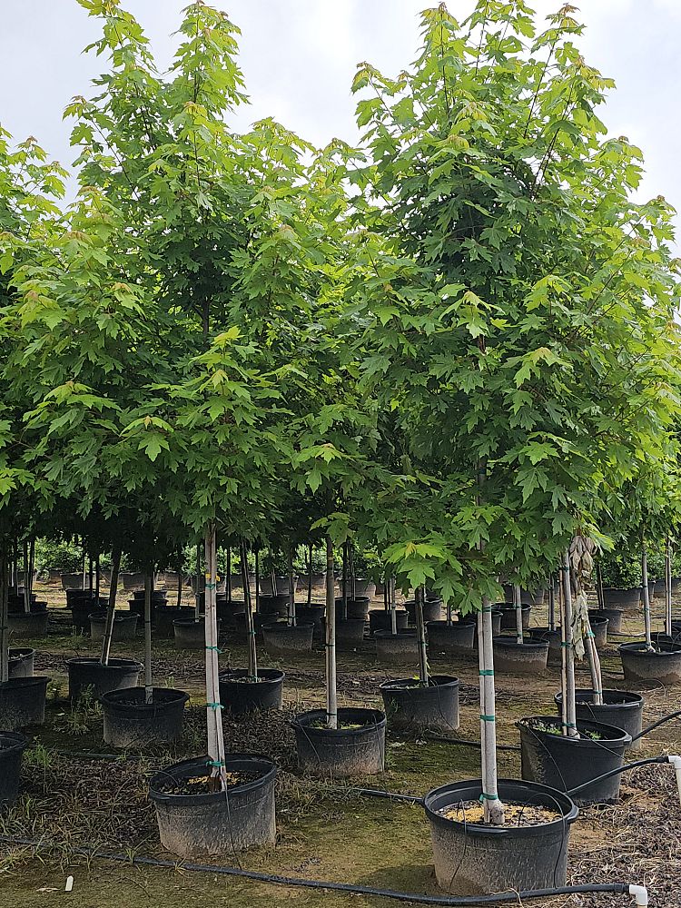 acer-x-freemanii-jeffersred-freeman-red-maple-autumn-blaze