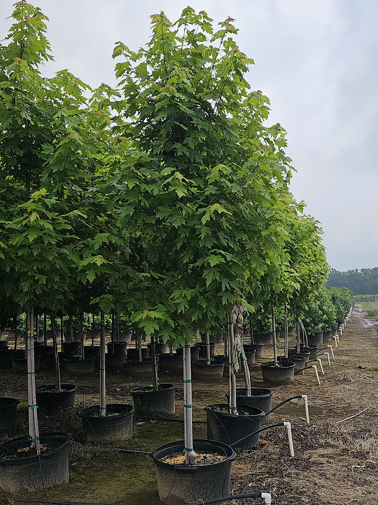 acer-x-freemanii-jeffersred-freeman-red-maple-autumn-blaze