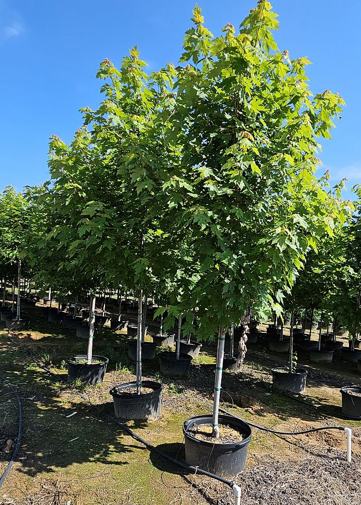 acer-x-freemanii-jeffersred-freeman-red-maple-autumn-blaze