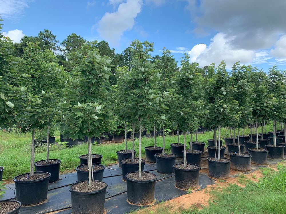 acer-x-freemanii-jeffersred-freeman-red-maple-autumn-blaze