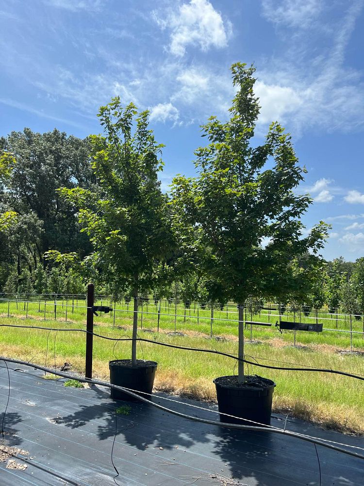 acer-x-freemanii-jeffersred-freeman-red-maple-autumn-blaze