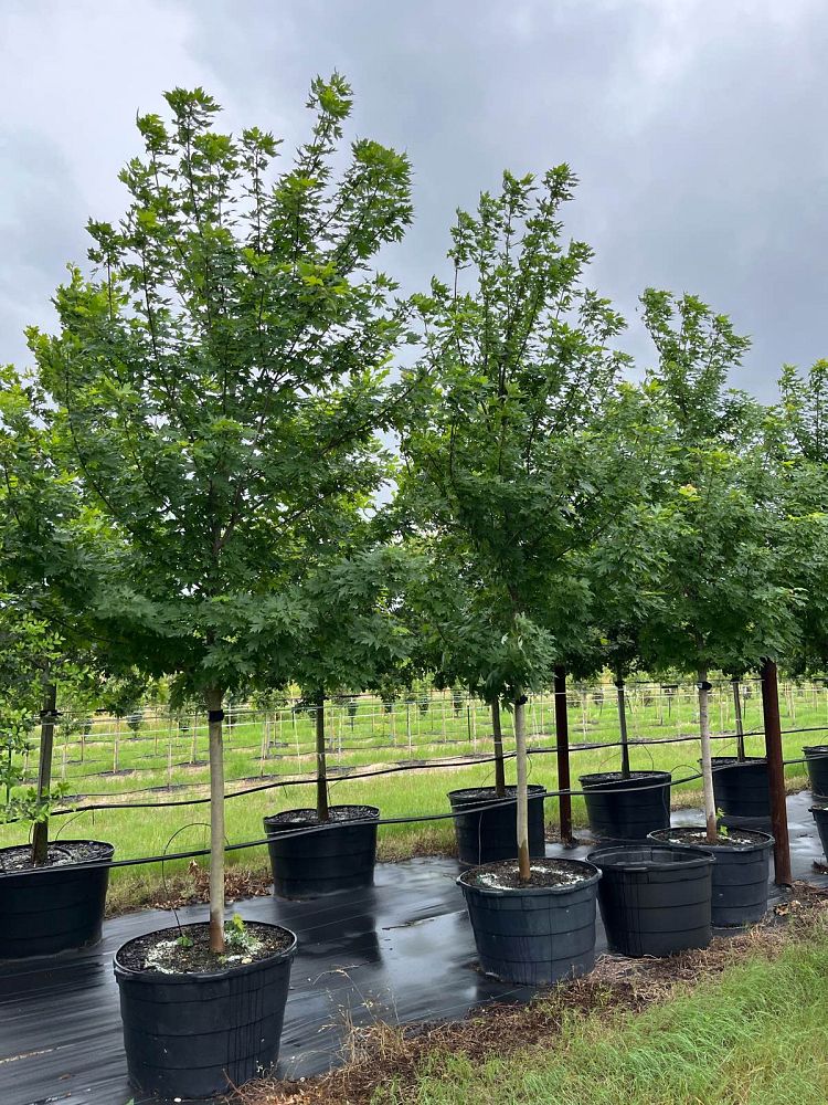 acer-x-freemanii-jeffersred-freeman-red-maple-autumn-blaze