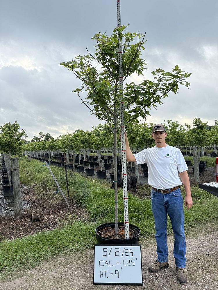 acer-x-freemanii-jeffersred-freeman-red-maple-autumn-blaze