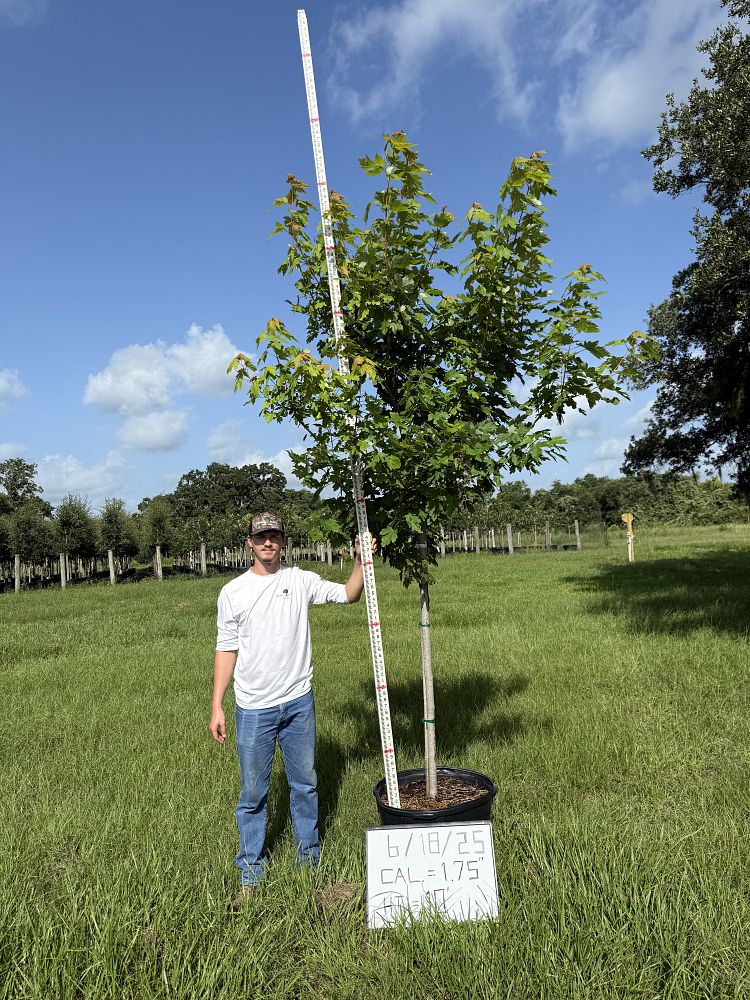 acer-x-freemanii-jeffersred-freeman-red-maple-autumn-blaze