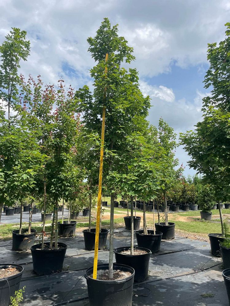 acer-x-freemanii-jeffersred-freeman-red-maple-autumn-blaze