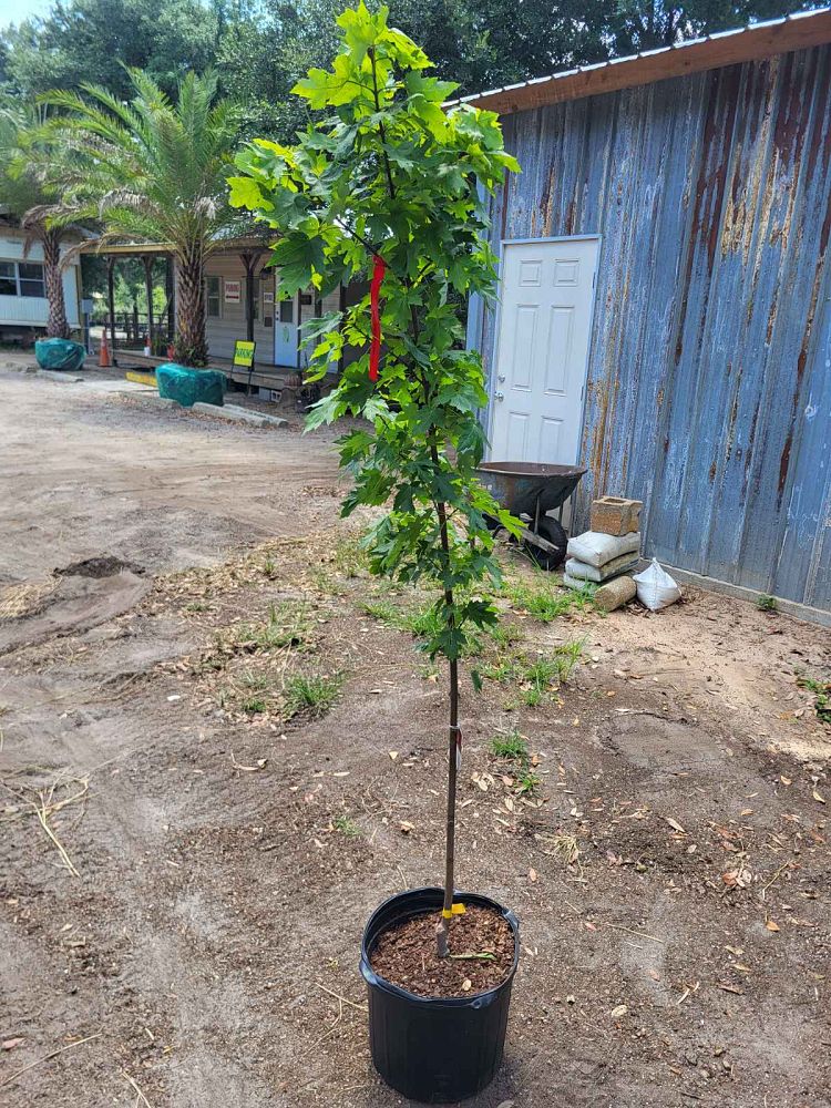 acer-x-freemanii-jeffersred-freeman-red-maple-autumn-blaze