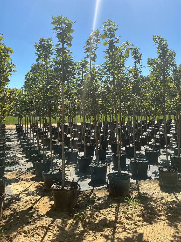 acer-x-freemanii-jeffersred-freeman-red-maple-autumn-blaze