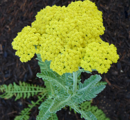 achillea-ageratum-moonshine-greek-yarrow