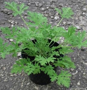 achillea-citronella-yarrow