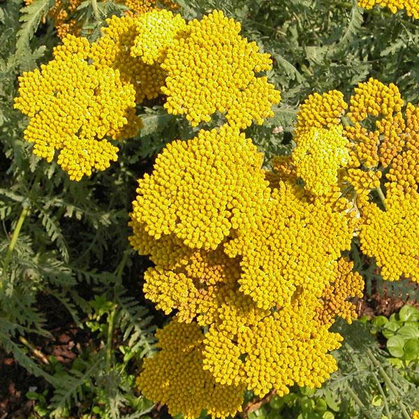 achillea-filipendulina-coronation-gold-fern-leaf-yarrow