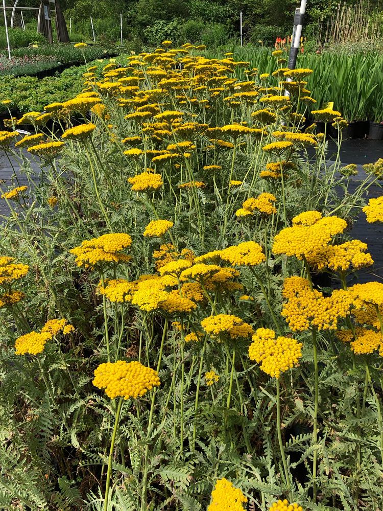 achillea-filipendulina-coronation-gold-fern-leaf-yarrow