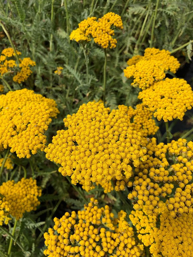 achillea-filipendulina-coronation-gold-fern-leaf-yarrow