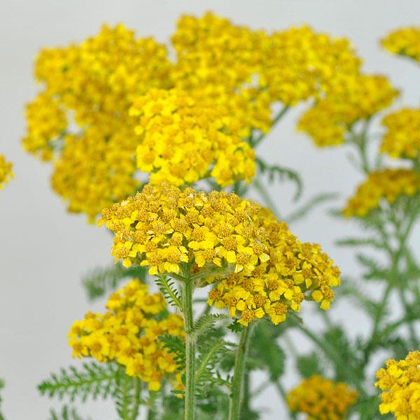 achillea-little-moonshine-yarrow