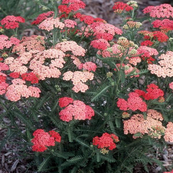 achillea-millefolium-apricot-delight-milfoil-sanguinary-soldier-s-woundwort-staunchweed-thousandleaf-yarrow