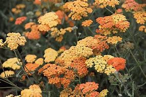 achillea-millefolium-desert-eve-terracotta-milfoil-sanguinary-soldier-s-woundwort-staunchweed-thousandleaf-yarrow