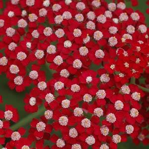 achillea-millefolium-laura-milfoil-sanguinary-soldier-s-woundwort-staunchweed-thousandleaf-yarrow