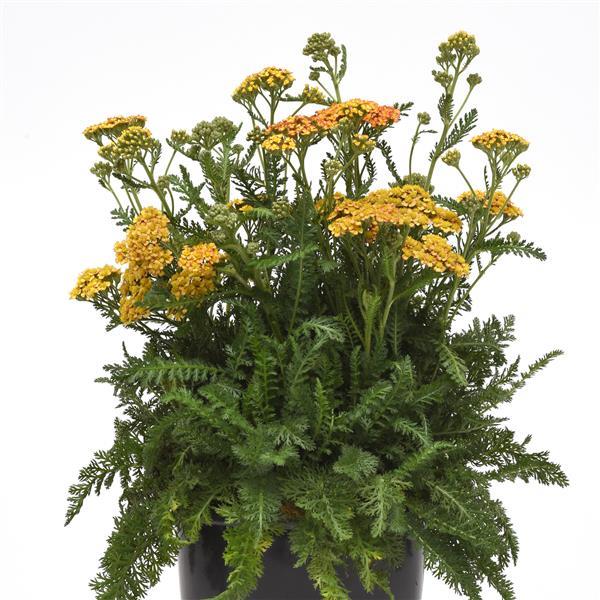 achillea-millefolium-milly-rock-yellow-terracotta