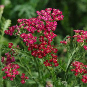 achillea-millefolium-new-vintage-red-milfoil-sanguinary-soldier-s-woundwort-staunchweed-thousandleaf
