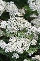achillea-millefolium-new-vintage-white-milfoil-sanguinary-soldier-s-woundwort-staunchweed-thousandleaf