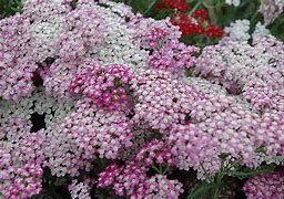 achillea-millefolium-ortel-s-rose-yarrow