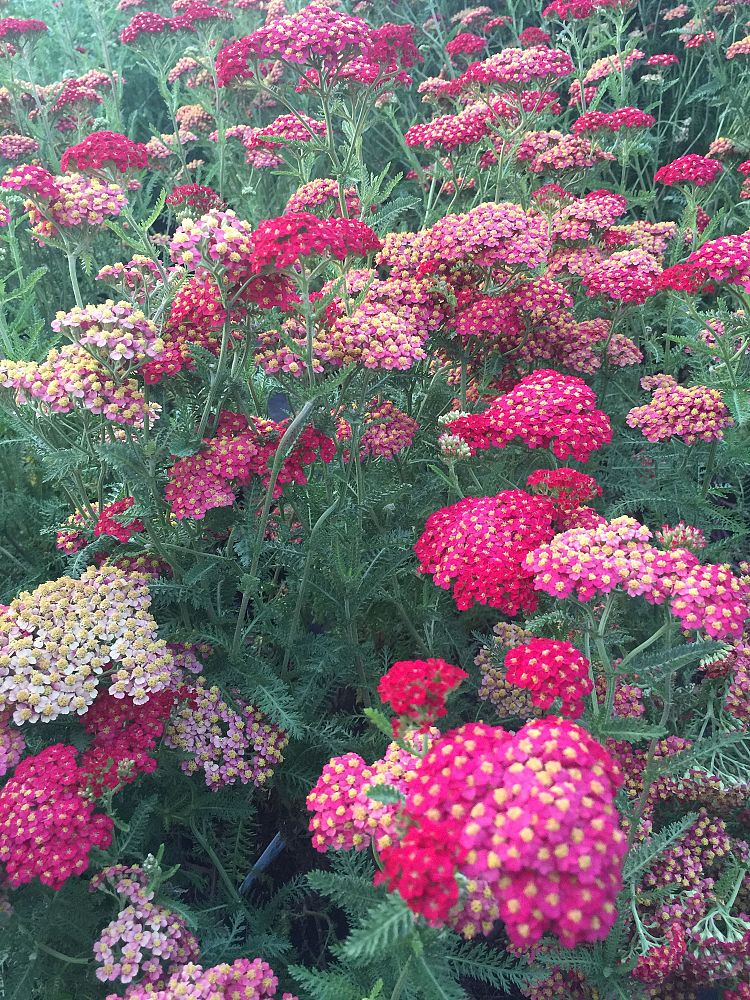 achillea-millefolium-paprika-milfoil-sanguinary-soldier-s-woundwort-staunchweed-thousandleaf-yarrow