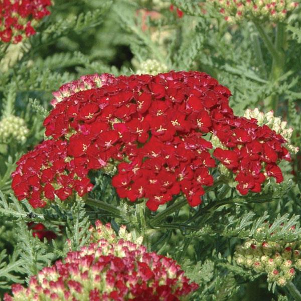 achillea-millefolium-pomegranate-common-yarrow