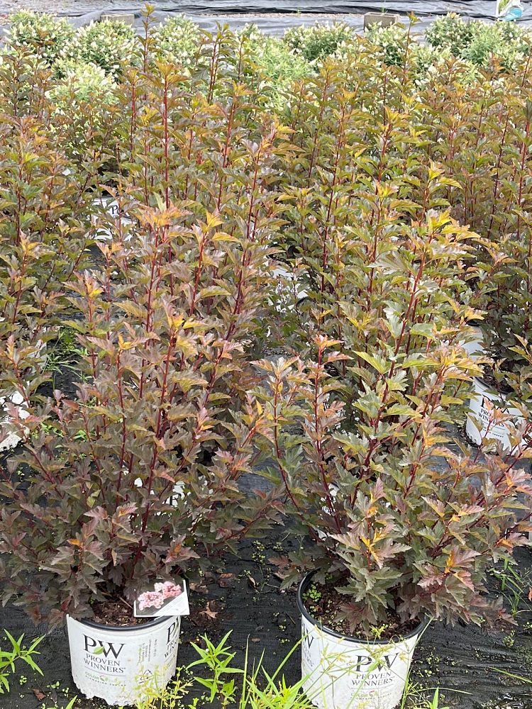 achillea-millefolium-summer-wine-milfoil-sanguinary-soldier-s-woundwort-staunchweed-thousandleaf-yarrow