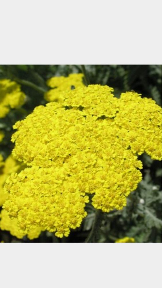 achillea-moonshine-yarrow