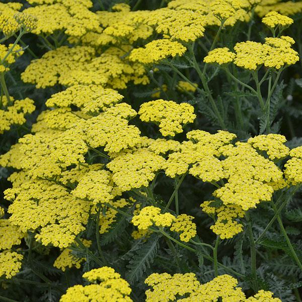 achillea-sassy-summer-lemon-yarrow