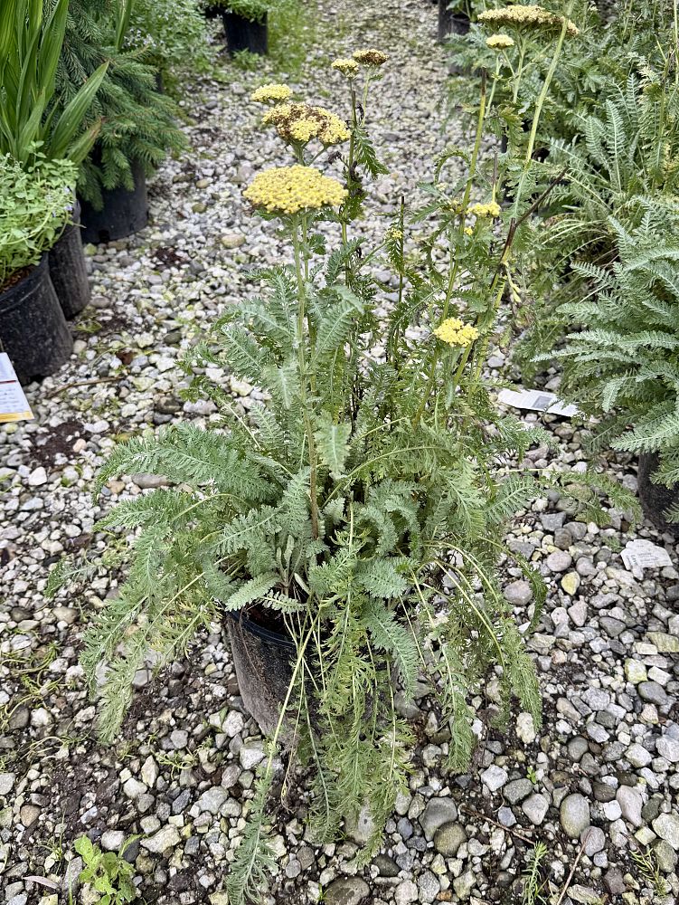 achillea-sassy-summer-lemon-yarrow